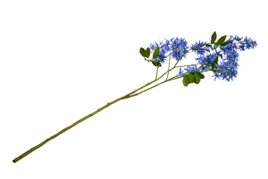 WISTERIA, flower