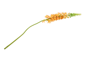 EREMURUS, flower