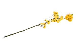BLOESEM, flower