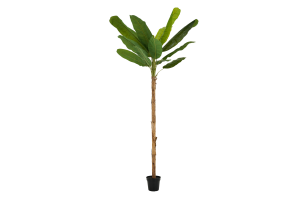 BANANA TREE, pianta