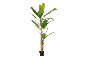 BANANA TREE, Pflanze
